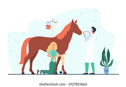 Veterinarian giving treatment to horse. Pet doctor, foal, trauma. Flat vector illustration. Veterinary clinic, animal care, stabling concept for banner, website design or landing web page