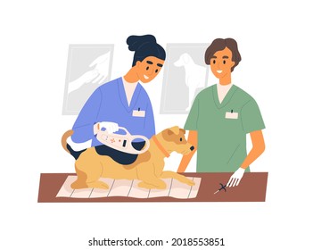 Veterinarians implanting electronic microchip into dog. Vet doctors checking for micro chip under skin of pet with scanner tool. Colored flat vector illustration isolated on white background