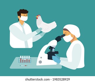 Veterinarians scientists examine a chicken