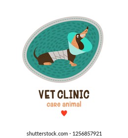 Veterinary care. Sticker, vector illustration for veterinary clinic. Nice dog Dachshund with a bandage.