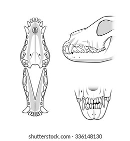 Veterinary educational science vector illustration teeth of the dog. Veterinary medicine educational material