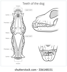 Veterinary educational science vector illustration teeth of the dog. Veterinary medicine educational material