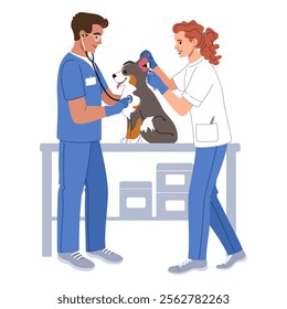 Veterinary exam. A young male and a female veterinarian are examining dog on white background. 