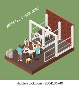 Veterinary general clinical cattle exam and diagnosis isometric composition with vet conducting ill cow examination vector illustration