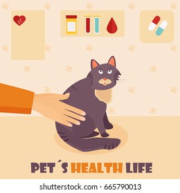 Veterinary medicine hospital, clinic for animals. Doctor with a cat. Health care or treatment for wild or domestic animals.