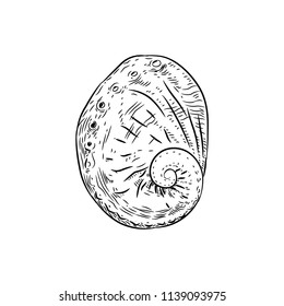 Vetigastropoda is a major taxonomic group of sea snails shell. Sketch black contour on white background. Vector