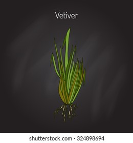 Vetiver (chrysopogon zizanioides), aromatic plant. Vector illustration