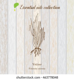 Vetiver, essential oil label, aromatic plant. Vector illustration