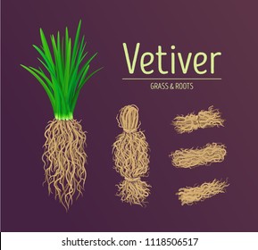 Vetiver Grass (khus Or Chrysopogon Zizanioides), Roots And Leaves. Design Vector Elements Of Vetiver