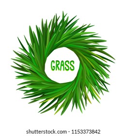 Vetiver grass (khus or Chrysopogon zizanioides). Wreath of leaves. Vector illustration