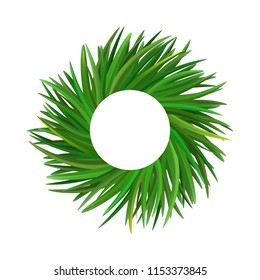 Vetiver grass (khus or Chrysopogon zizanioides). Wreath of leaves. Vector illustration