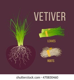 Vetiver Grass (khus Or Chrysopogon Zizanioides) With Roots And Leaves. Sheaf Of Vetiver Grass And Roots. Vector Illustration For Use In Web Design, Print Or Other Visual Area