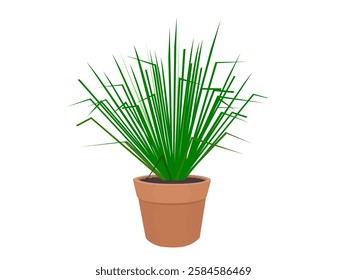 vetiver grass on a white background.