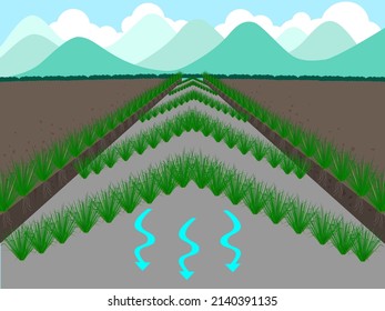 Vetiver grass is planted in an upside down V shape.