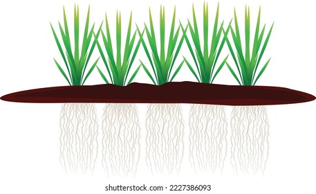 Vetiver is a plant that has a deep root system and spreads straight into the soil. It is a plant that can live for many years.