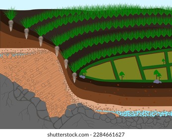 Vetiverpflanzung auf abgeschrägten Flächen zur Vermeidung von Erosion, Vektorgrafik