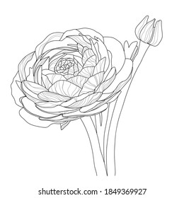 Vetor graphic illustration with ranunculus. Botanical illustration.