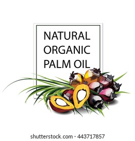 Vetor illustration. Palm oil fruits. Palm kernel oil. Soap manufacture. Palm organic oil