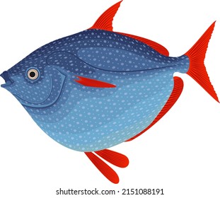 vetor Opah, also known as moonfish, sunfish, kingfish