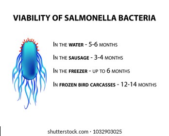 The viability of Salmonella. Infographics. Vector illustration on isolated background.