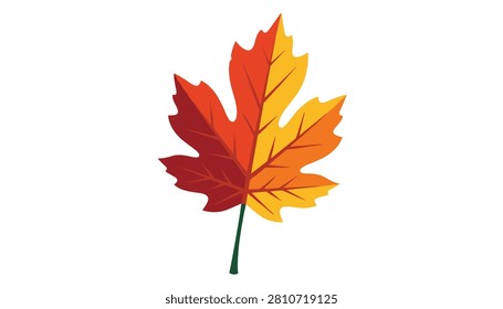 Vibrant autumn maple leaf showing a warm gradient from deep red to bright yellow isolated on white background.