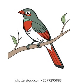Vibrant Beautiful Firetail Bird Detailed Illustration. Concept of Bird Design.