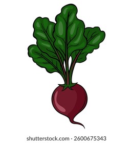 Vibrant Beetroot Vector illustration Fresh Produce, Healthy Eating, Garden Vegetable