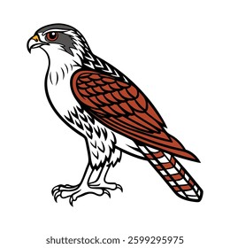 Vibrant Bicolored Hawk Bird Detailed Illustration. Concept of Bird Design.
