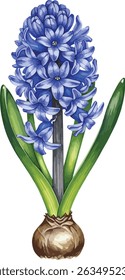 Vibrant Blue Hyacinth Blooming in Spring