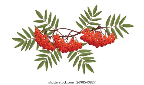 Um ramo vibrante de rowan, ou cinza de montanha, com abundantes agrupamentos de bagas laranja-vermelhas brilhantes e folhas verdes exuberantes, representando a beleza do outono.