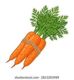 A vibrant bunch of three fresh organic carrots with green leafy tops bundled together with a simple rope tied neatly isolated on a solid white background showing clear texture and bright orange colors