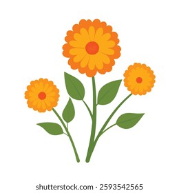 A vibrant calendula flower with bright orange petals radiates from a golden center against a crisp white background.