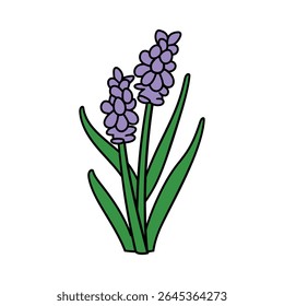 Uma ilustração vibrante, em estilo cartoon, de uma flor de jacinto roxo com um tronco verde e folhas em um fundo branco nítido. Perfeito para designs com temas de mola.