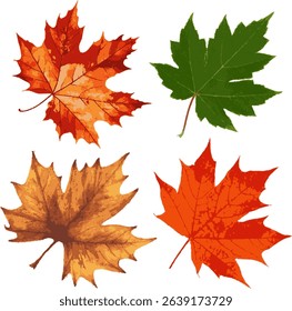 Vibrant collection of realistic maple leaves in various autumn colors, perfect for fall, nature, and seasonal designs