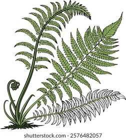  A vibrant, detailed green fern perfect for natural, botanical, and eco-themed projects.