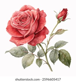 A vibrant, detailed illustration of a red rose and a bud, rendered in a beautiful watercolor style.