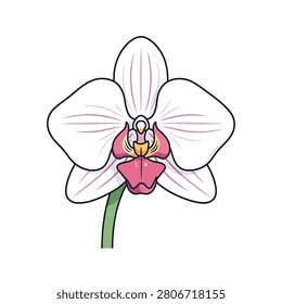 A vibrant and detailed illustration of a single white moth orchid flower with pink and yellow accents on a clean white background