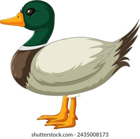 A vibrant, detailed vector of a mallard duck