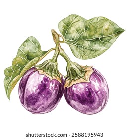 Vibrant, detailed watercolor illustration of two purple eggplants with green stems. Perfect for culinary themes, gardening projects, or promoting healthy, organic produce. Ideal for marketing .