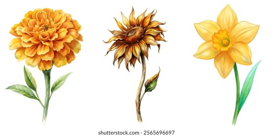 Vibrant floral illustrations, watercolor style, marigold, sunflower, daffodil, botanical art, nature-inspired decor.