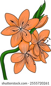 Vibrant Flowers on a Green Stem with White Background