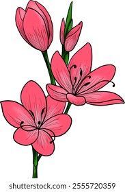 Vibrant Flowers on a Green Stem with White Background