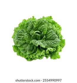 A vibrant, fresh head of lettuce, showcasing its leafy texture and rich green color.