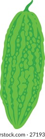 Ilustração de melão verde amargo vibrante sobre fundo branco