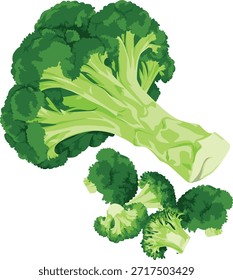 A vibrant green broccoli bunch with florets and stalk on a clean white background, showcasing its fresh and healthy appearance.