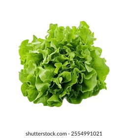 A vibrant green head of lettuce, showcasing its crisp and textured leaves.