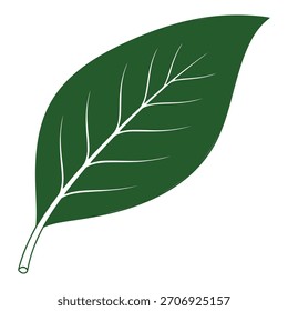Ein lebendiges grünes Blatt mit klarer Entlüftung und einer kurzen Petiole. Diese natürliche Form steht für Ökologie, Umwelt und organische Prinzipien.