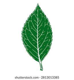 A vibrant green leaf showcasing detailed veins and texture, isolated on a plain background, emphasizing natural botanical features.