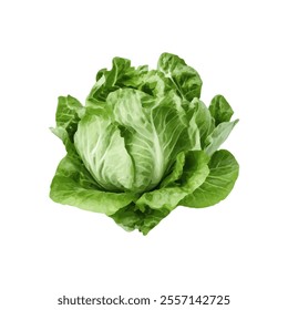 A vibrant green lettuce head showcasing fresh, leafy vegetables.