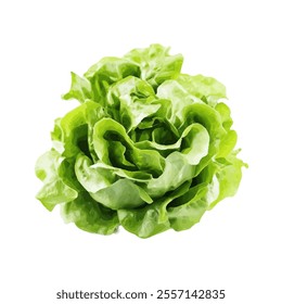 A vibrant green lettuce head, showcasing its fresh and crisp leaves.